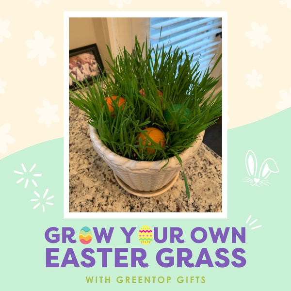 Grow Your Own Easter Grass with Greentop Gifts